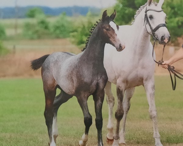 jumper Caven (Holsteiner, 2021, from Corfu de La Vie)
