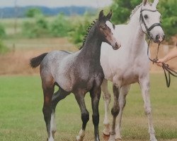 Springpferd Caven (Holsteiner, 2021, von Corfu de La Vie)