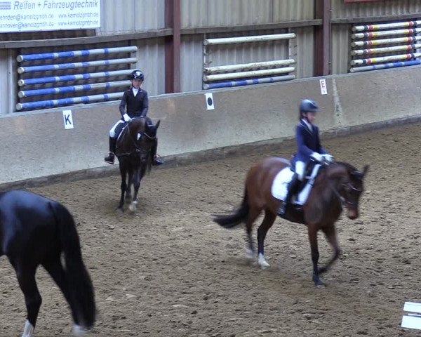 Reitturnier Springe 2024