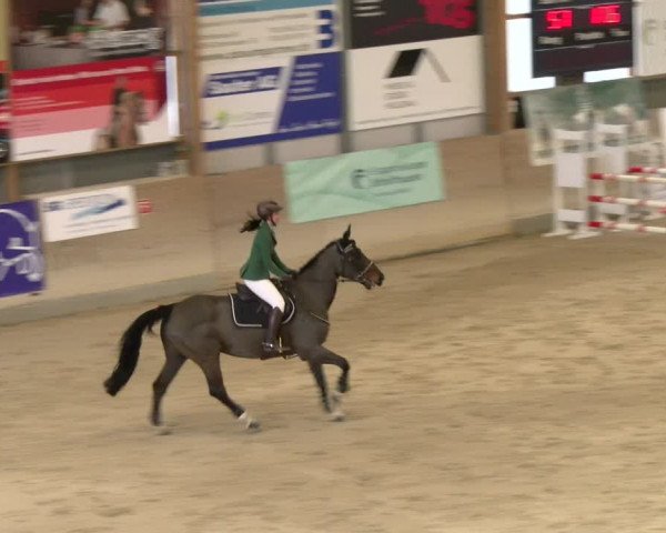 Reitturnier Schaffhausen 2024