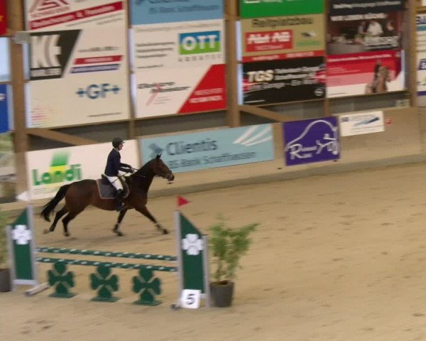 Reitturnier Schaffhausen 2024