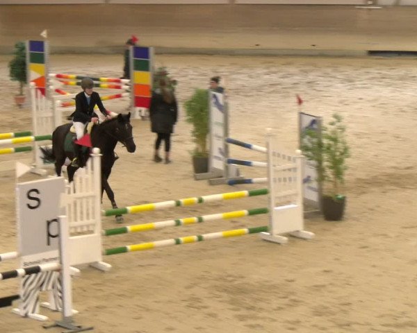 Reitturnier Schaffhausen 2024