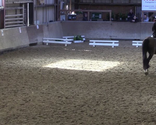 Reitturnier Springe 2024