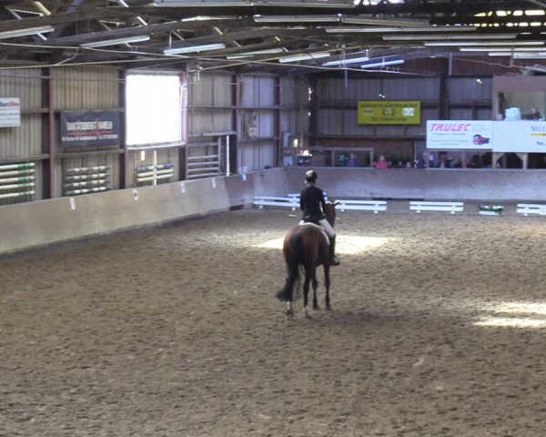 Reitturnier Springe 2024