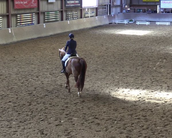 Reitturnier Springe 2024