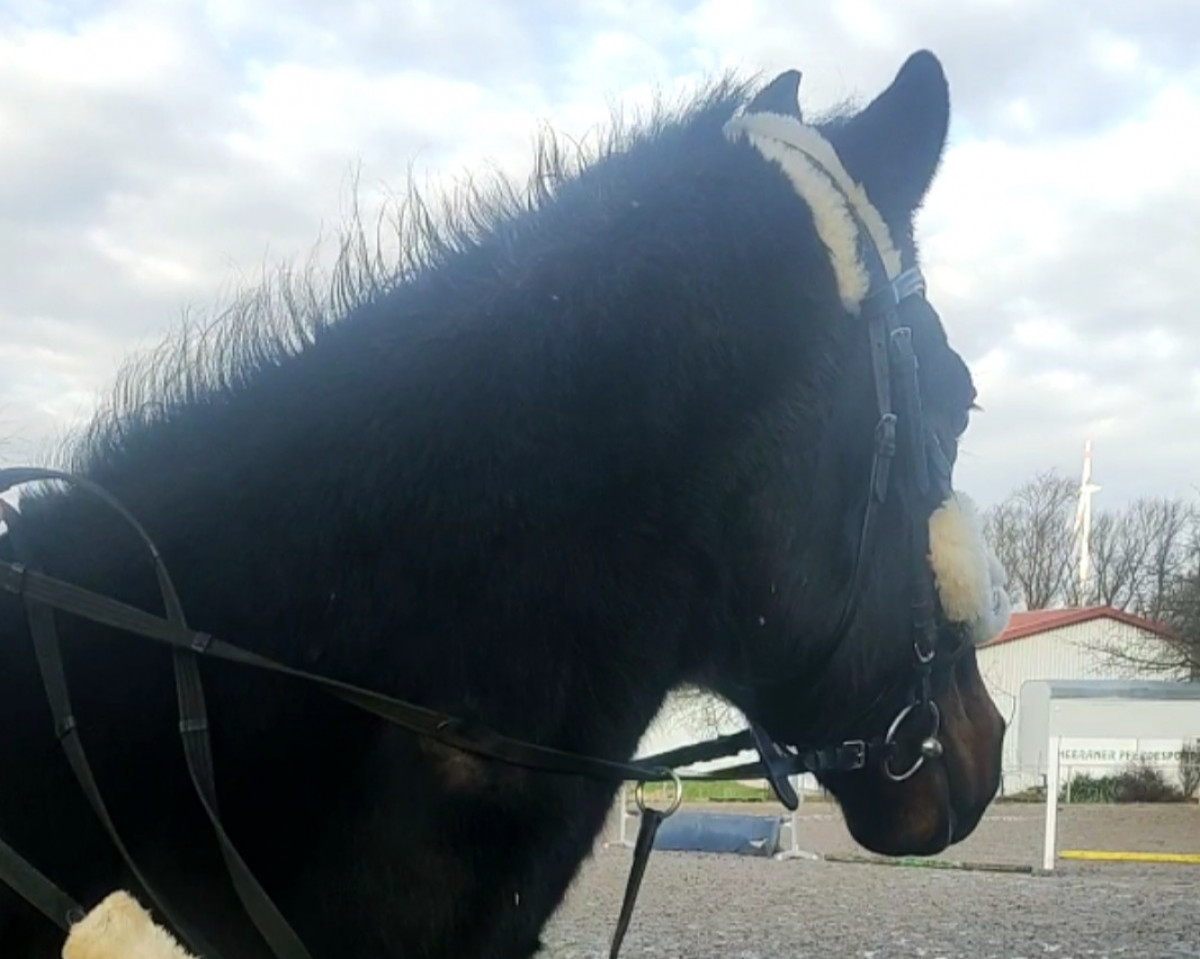 horse Baxter (Trakehner, 2004, from Bergamo)