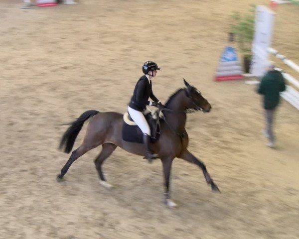 Reitturnier Schaffhausen 2024