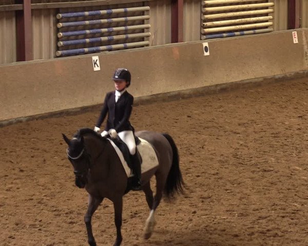 Reitturnier Springe 2024