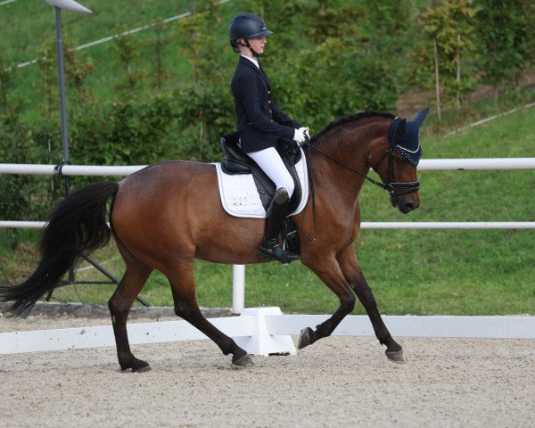 dressage horse Backwoods Zahara (Welsh Partbred, 2009, from Pin Rock's Spirit 8 WPB)