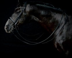 dressage horse Fürst Franz Fridolin (Hanoverian, 2012, from Fuerst Rousseau)
