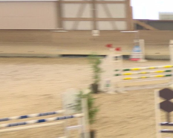 Reitturnier Schaffhausen 2024