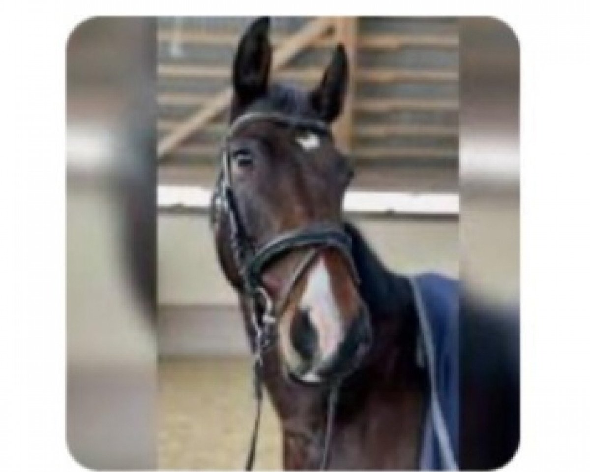 Geländepferd Buster Mum (Westfale, 2018, von Blockbuster)