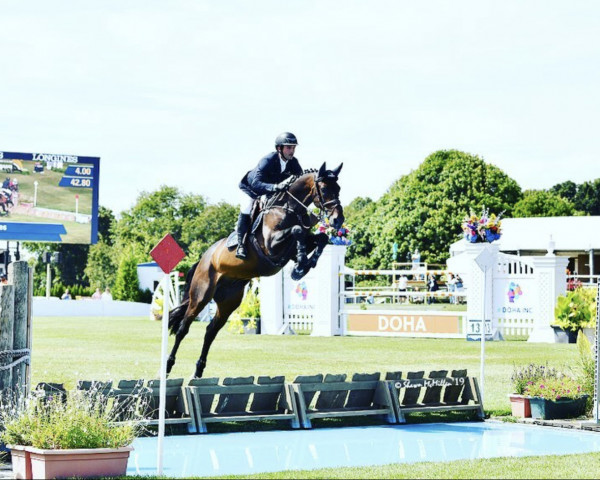jumper Dubai (KWPN (Royal Dutch Sporthorse), 2008, from VDL Cardento 933)