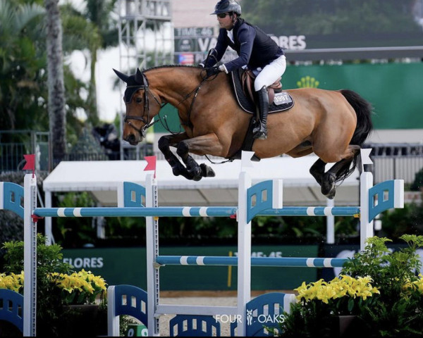 jumper Dinapo (Danish Warmblood, 2014, from Dicapo) jumper Dinapo (Danish Warmblood, 2014, from Dicapo)