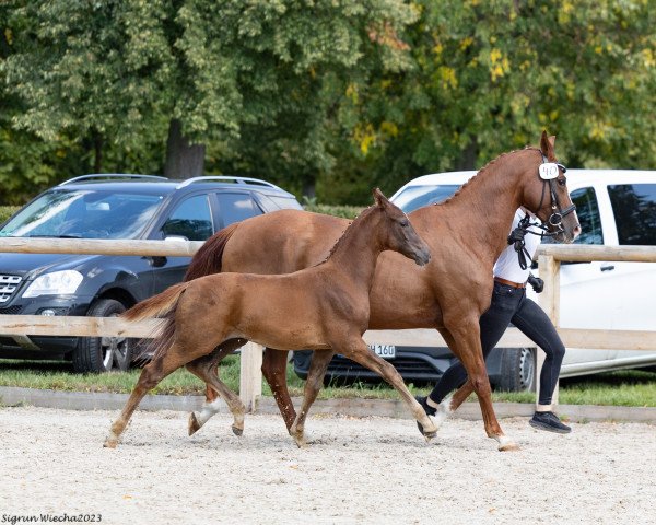 Horse Calpakin (Trakehner, 2023, from Drager 2002 ox)