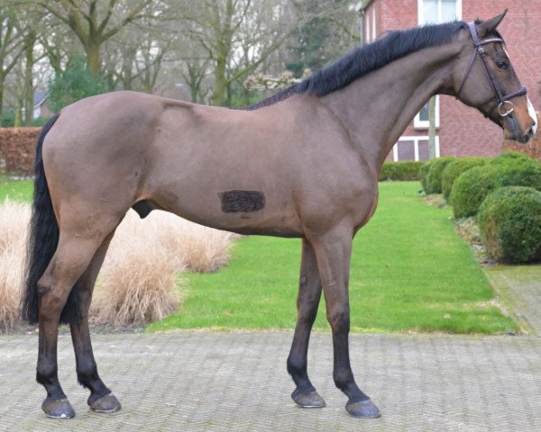 horse Lakuna Matata (Holsteiner, 2016, from Herald 3)