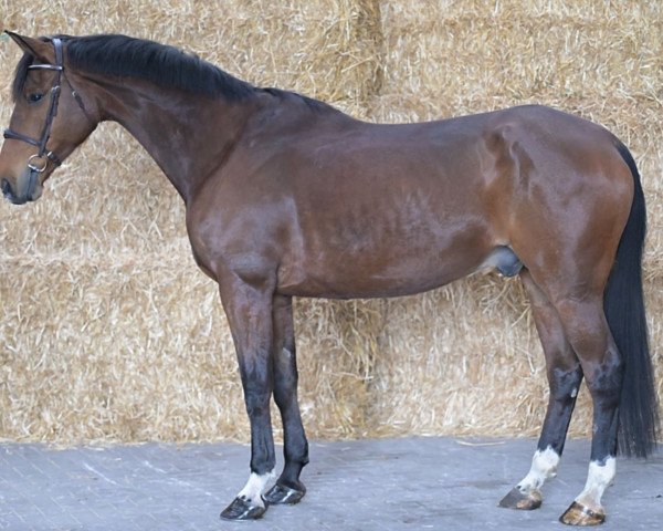 horse Qlass Z (Zangersheide riding horse, 2015, from Quasimodo Z)