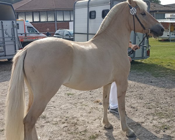 horse Livi Henrika H.N. (Fjord Horse, 2020, from Njord Halsnæs)