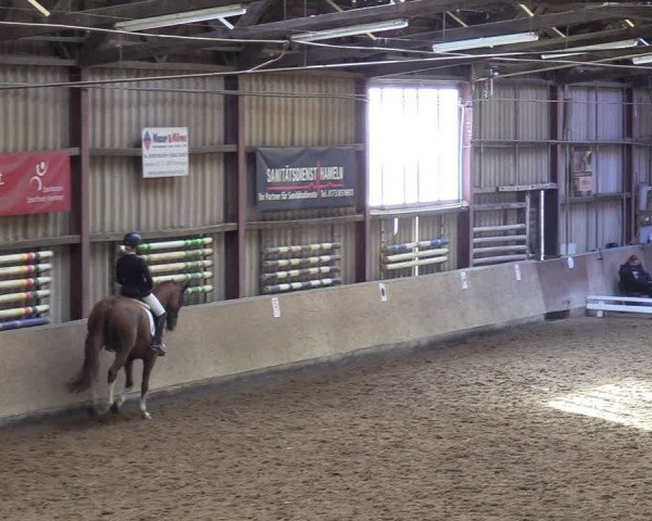 Reitturnier Springe 2024