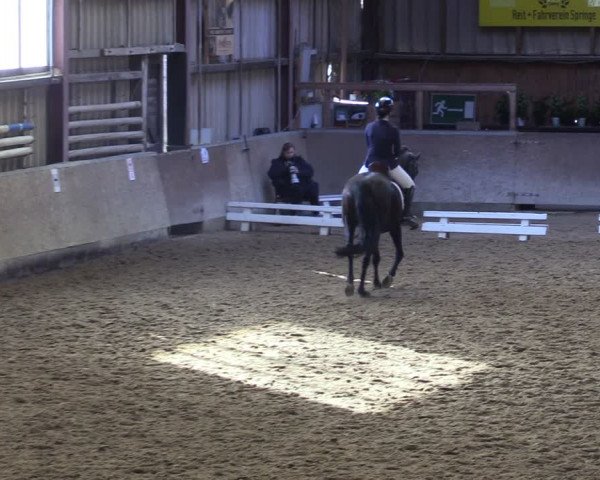 Reitturnier Springe 2024