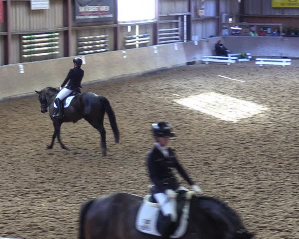 Reitturnier Springe 2024