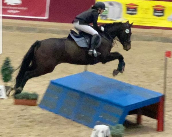 jumper Hayana 2 (Holsteiner, 2015, from Catoo)