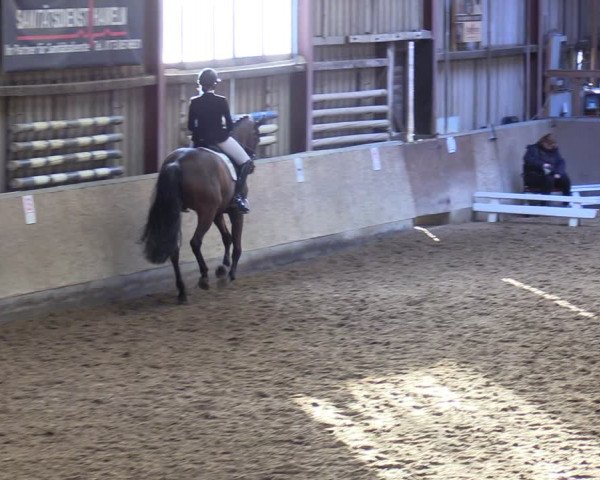 Reitturnier Springe 2024
