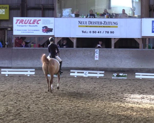 Reitturnier Springe 2024