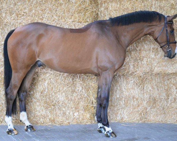 horse Star van Jonckhoeve Z (Zangersheide riding horse, 2016, from Hunters Scendro)