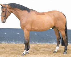 jumper Nacho (KWPN (Royal Dutch Sporthorse), 2018, from O'Neil vd Bisschop)