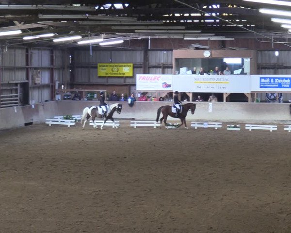 Reitturnier Springe 2024