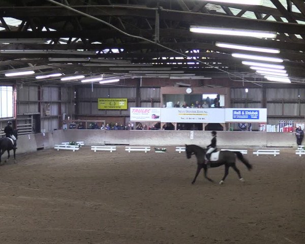 Reitturnier Springe 2024