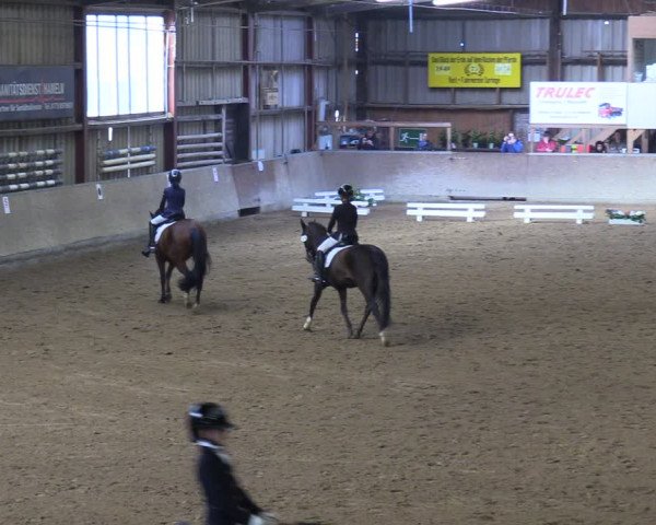 Reitturnier Springe 2024