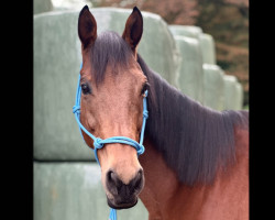 dressage horse Abbi Shore XX (Thoroughbred, 2014, from Schiaparelli xx)