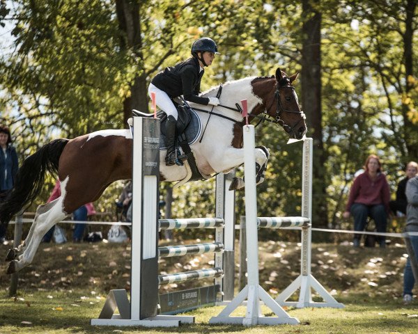 Springpferd Classic Jolly Jumper (Deutsches Reitpony, 2011, von Convoi's Gipsy)
