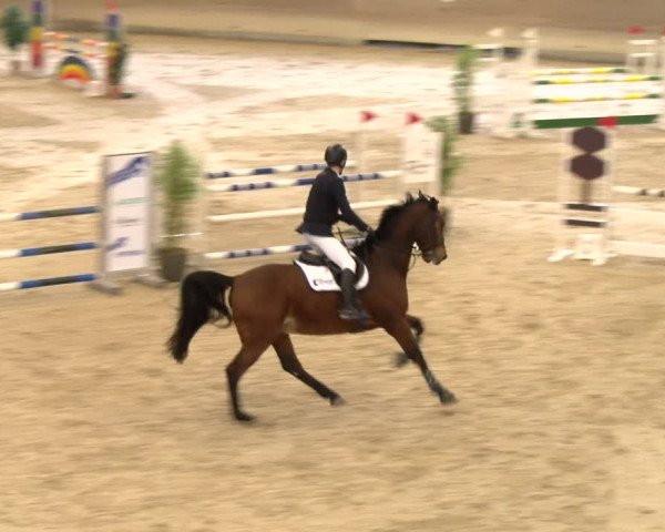 Reitturnier Schaffhausen 2024