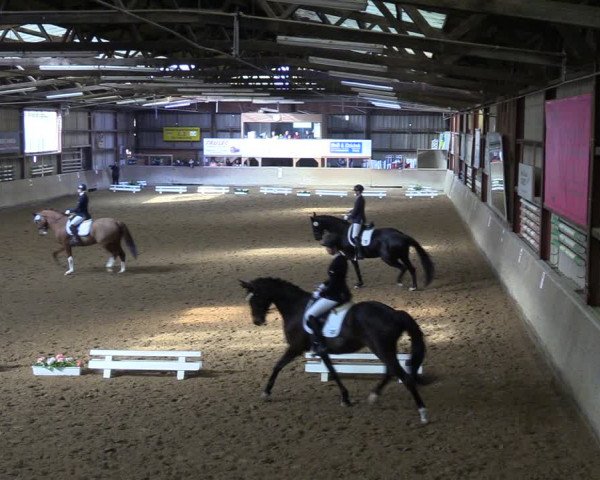 Reitturnier Springe 2024