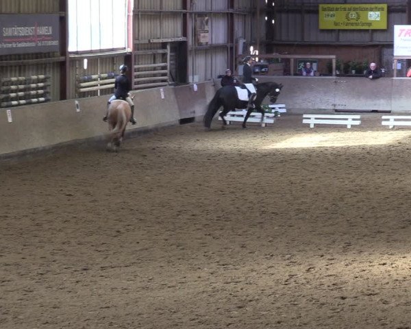 Reitturnier Springe 2024