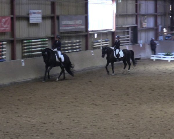 Reitturnier Springe 2024