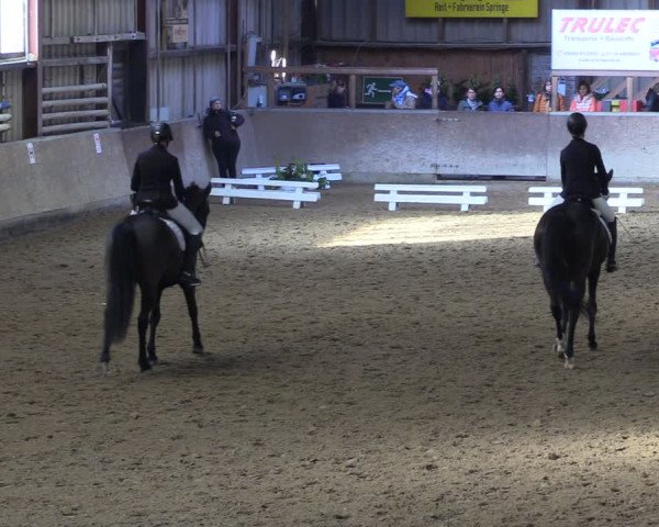 Reitturnier Springe 2024