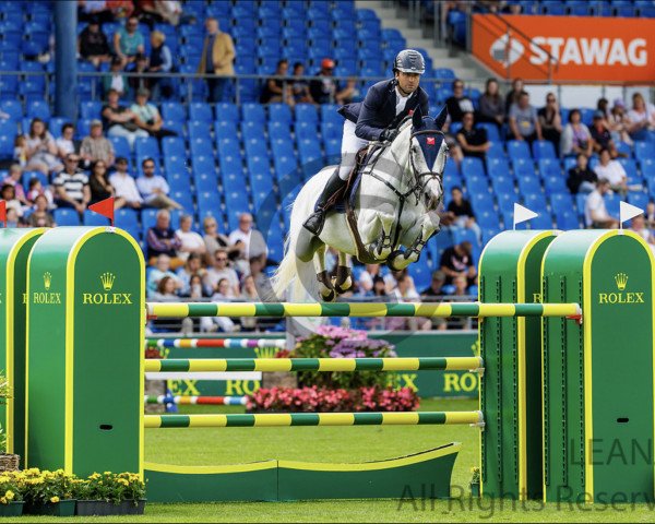 Springpferd O. Ziezo Db (Belgisches Warmblut, 2014, von Zilverstar T)
