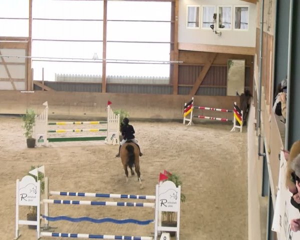 Reitturnier Schaffhausen 2024