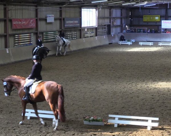 Reitturnier Springe 2024