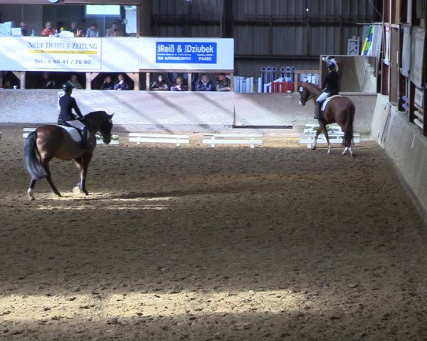 Reitturnier Springe 2024