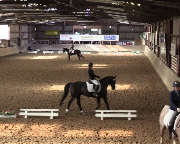 Reitturnier Springe 2024