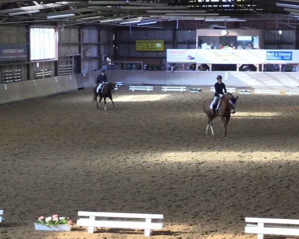 Reitturnier Springe 2024