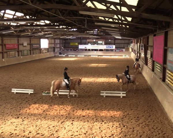 Reitturnier Springe 2024