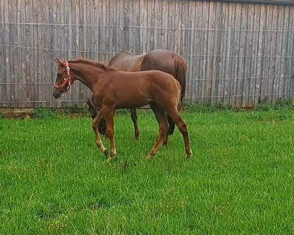 horse Stute von Untouchable / Colman (Holsteiner, 2023, from Untouchable)