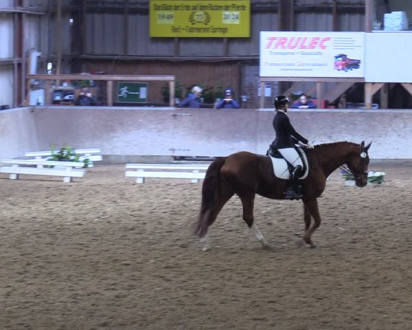 Reitturnier Springe 2024