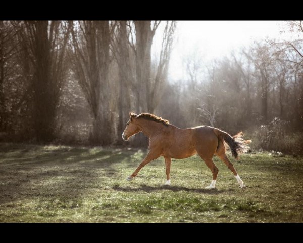 dressage horse Susanna Vassa (Thoroughbred, 2012)